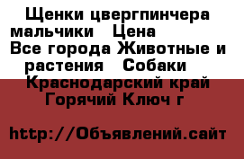 Щенки цвергпинчера мальчики › Цена ­ 25 000 - Все города Животные и растения » Собаки   . Краснодарский край,Горячий Ключ г.